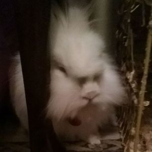 Bunny trying to hide his poshness...